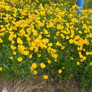 金鸡菊花籽多年生宿根矮生大花金鸡菊花种籽子四季易活单瓣重瓣