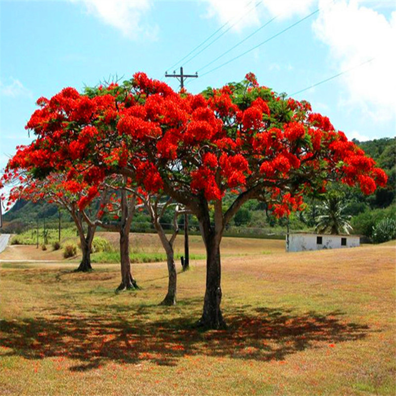 树种子凤凰木蓝花楹籽庭院