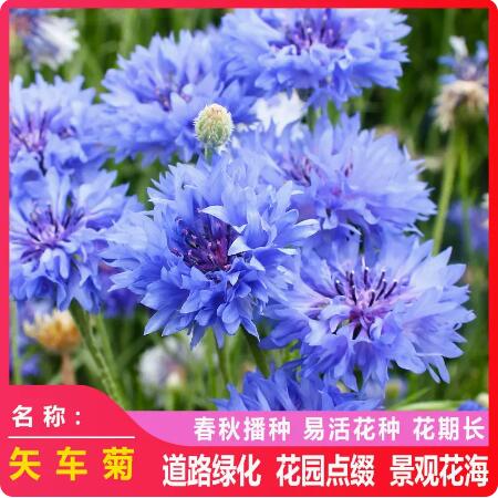 矢车菊花种四季易种活蓝色矢车菊种子室外庭院绿化耐寒花卉种籽子