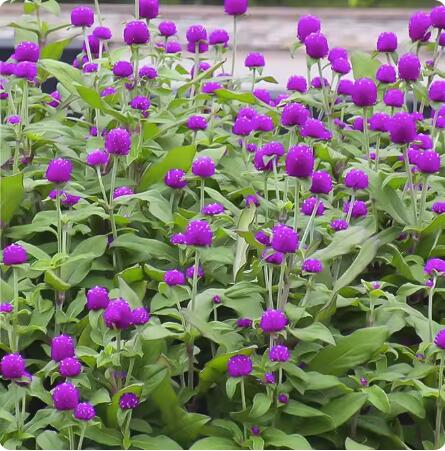 千日红种子千日紫百日红火球花矮生花卉花海种子春播秋播易种盆栽