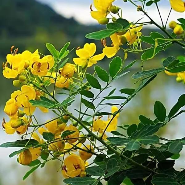 蛇灭门种子望江南野决明籽驱蛇草种孑凤凰草盆栽苗蛇灭门种籽花卉