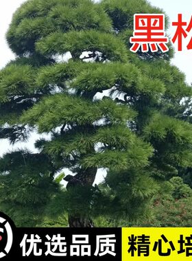 新采黑松种子日本三河千