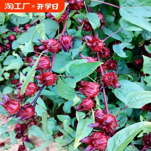 洛神花种子红桃k干花播种开花易活红金梅种盆栽玫瑰茄苗花籽