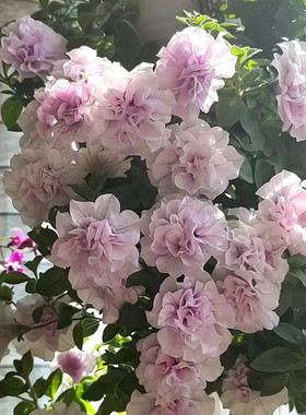 重瓣矮牵牛花种子籽洋甘菊易活