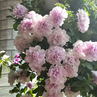 重瓣矮牵牛花种子籽子洋甘菊易活四季开播种开花室内室外植物种孑
