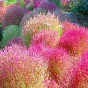 红叶地肤种子绿叶地肤苗观赏草铁扫帚苗庭院景观绿化花海种子草籽