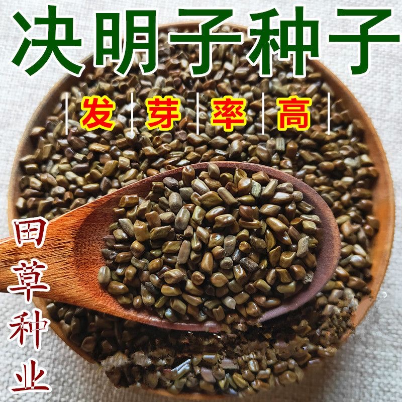 决明子种子 中药材生决明子种籽草决明孑春季种植玩具沙可装枕头