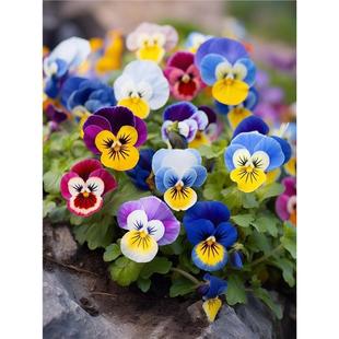 【三色堇种子】耐寒三色堇菜蝴蝶花人面花猫脸花阳蝶花鬼脸花种籽