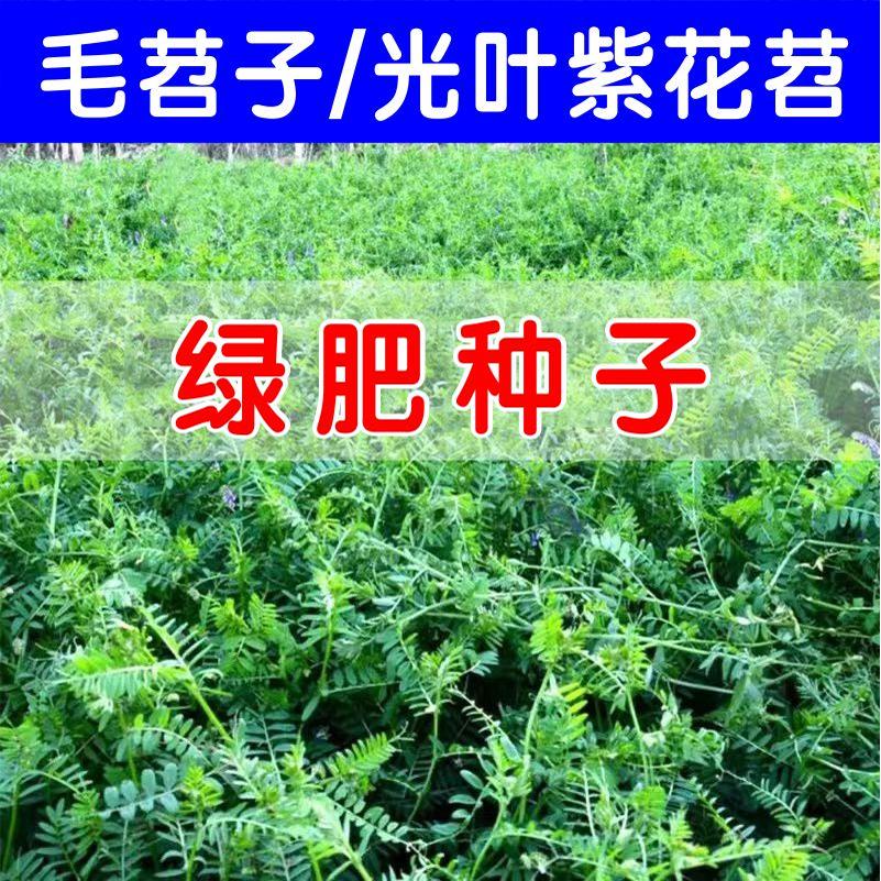 绿肥种子光叶紫花苕种籽长柔毛图片