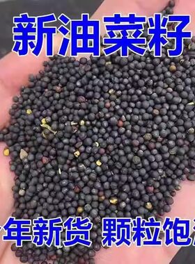 油菜花种子室外高产观赏食用耐寒耐旱春油菜花籽榨油菜籽花海种孑