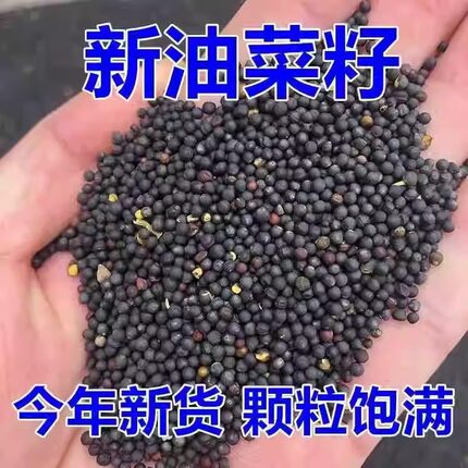 油菜花种子室外高产观赏食用耐寒耐旱春油菜花籽榨油菜籽花海种孑