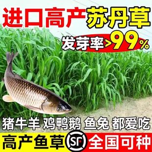 苏丹草种籽高丹草草籽四季多年生牧草种子养殖喂牛羊鸭鹅鱼草草籽