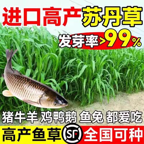 苏丹高丹草四季多年生牧草种子