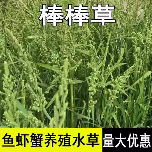 棒棒草籽种子小龙虾养殖草种