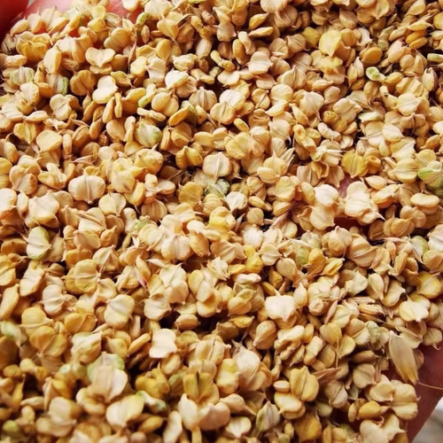 新采菵草种子耐寒水冬季稗