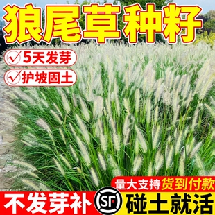 狼尾草籽观赏紫穗狼尾草种籽盆栽公园绿化道路河堤护坡固土草种子