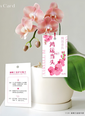 蝴蝶兰养护吊牌绿植盆栽装饰吊卡花束鲜切小挂卡年宵花保养提示卡
