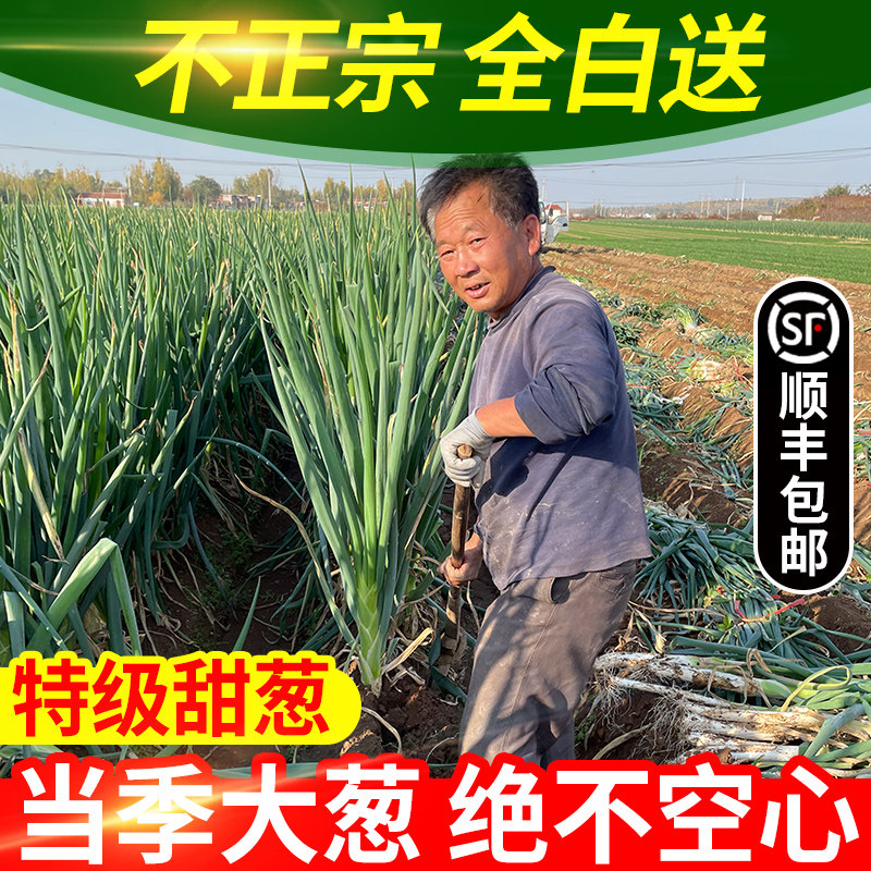 正宗章丘大葱高2米礼盒装发顺丰