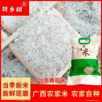 荷乡甜广西贵港当季大米香米晚稻