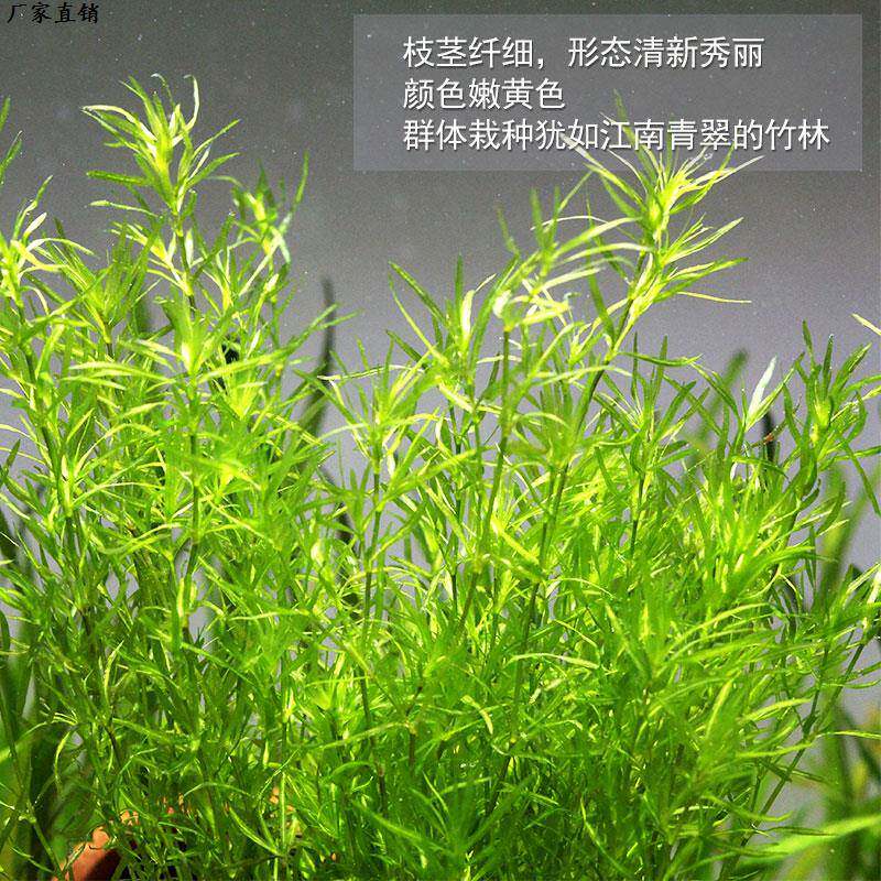 满天星水草印度小竹节草孔雀繁殖小鱼苗躲藏鱼缸水族造景阴性草