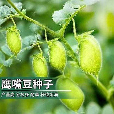鹰嘴豆种子 回鹘豆 桃豆春夏季菜园大田易种植高营养大豆类种籽子