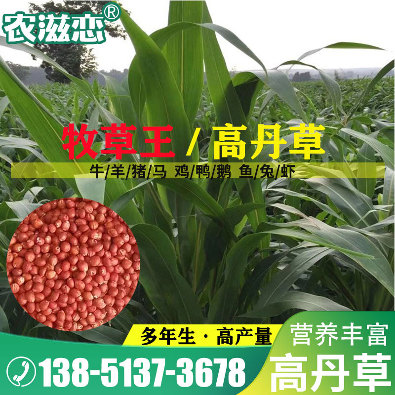 高丹草牧草种子多年生四季高产量