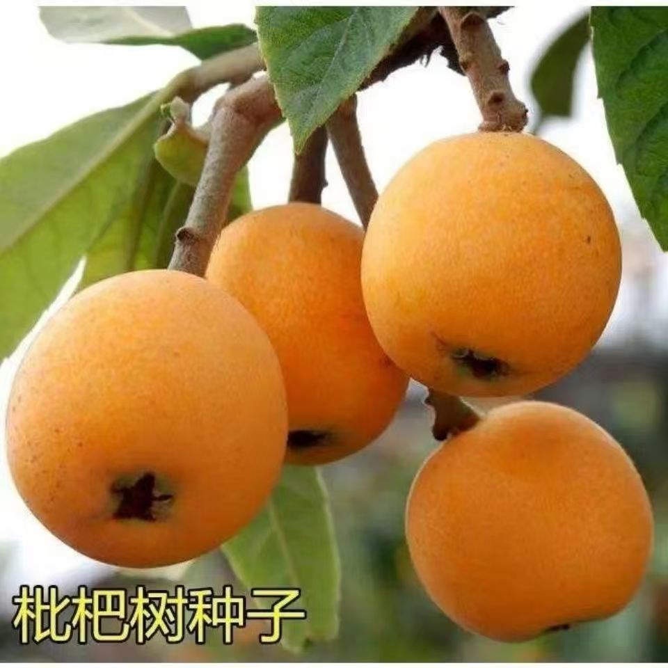 当年枇杷新鲜种子四季枇杷种子耐寒种子琵琶种子可嫁果树林木种子