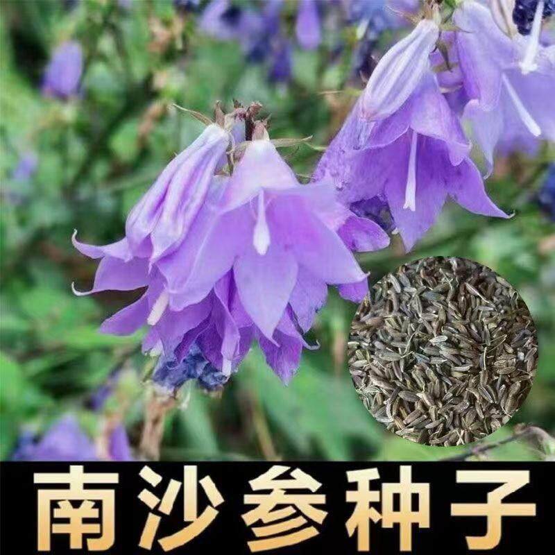 南沙参种子材种子轮叶沙参泡参种子沙参种子珊瑚菜北沙参种子