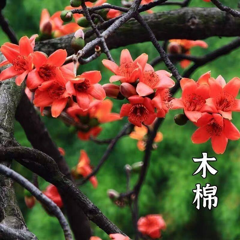 木棉树种子林木红花木棉花大乔木