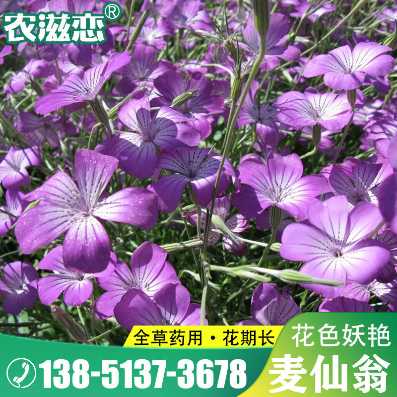 麦仙翁花种籽耐旱鲜花种子绿化景观林木盆栽花卉种子易播种花种子