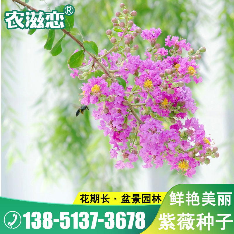 紫薇种子百日红火球红国旗红 速生美国红火箭紫薇花树苗种子