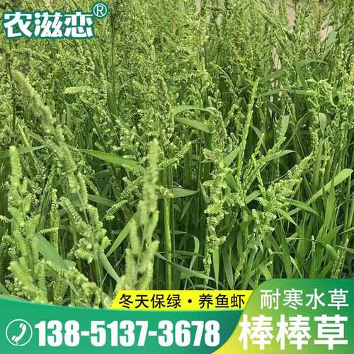 棒棒草种子耐寒冬季养鱼虾饲料