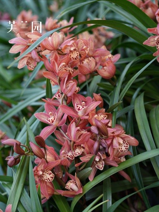 兰花苗醉美人大花蕙兰浓香型带花苞出售室内客厅盆栽好养名贵花卉