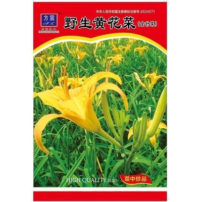 野生黄花菜曲苦麻菜金针食用黄花菜根苗蔬菜种子大全四季播种耐热