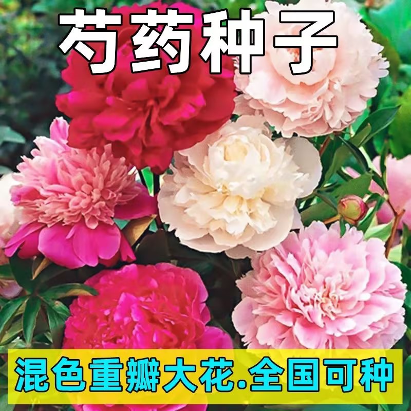 重瓣大花芍药芍药四季可种浓香型耐热耐寒室内外养不死花种子花籽