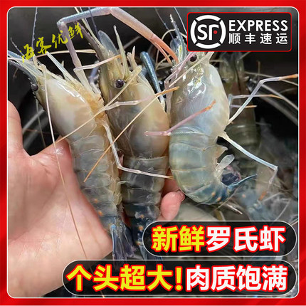 活冻罗氏沼虾净重无冰淡水大虾大头虾肉质弹嫩活虾现冻顺丰包邮