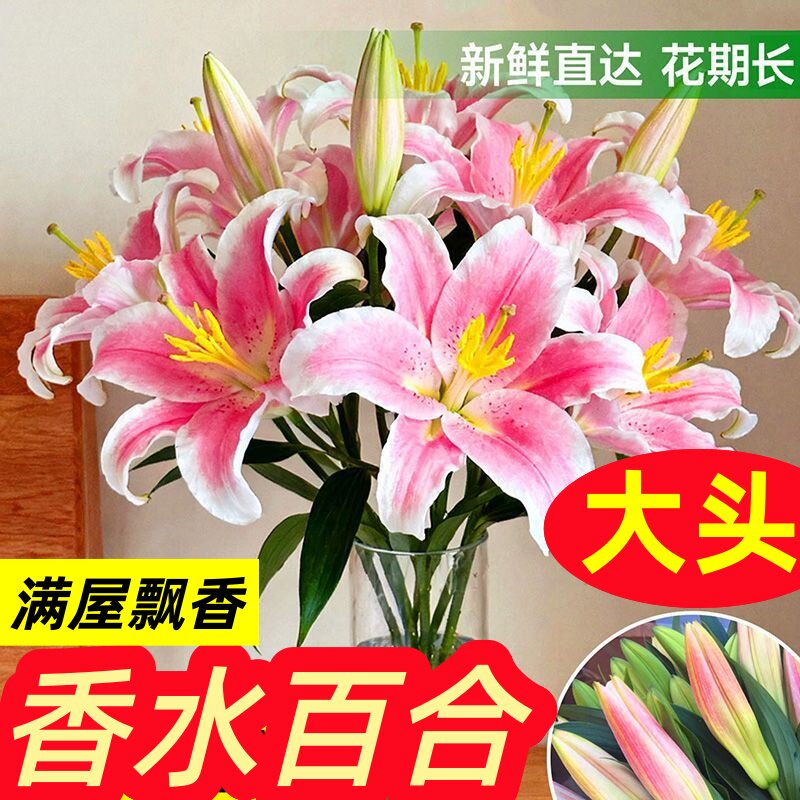 百合花鲜花云南基地直发水培多头香水百合花期长好养昆明基地花卉