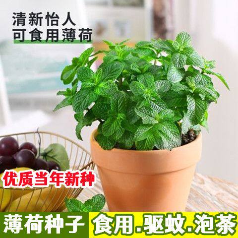 食用薄荷种子驱蚊草阳台庭院室内花盆种植花卉香草植物花卉庭院高