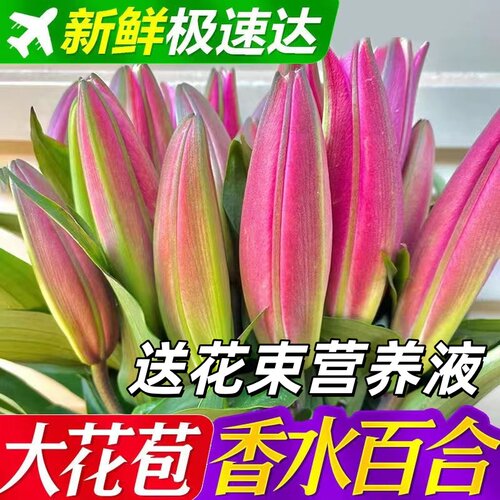 云南基地直发重瓣香水百合花家用