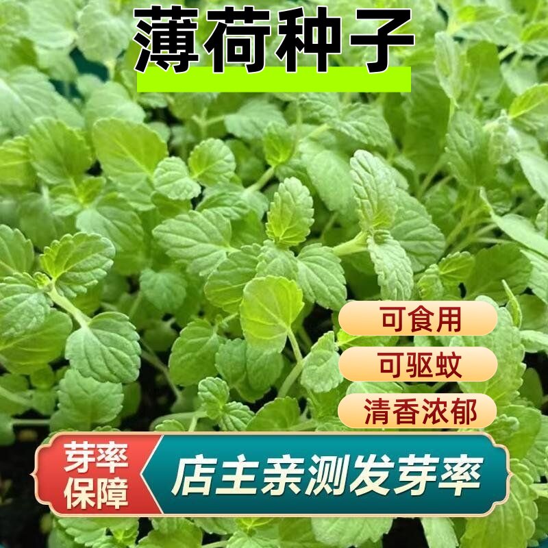 可食用薄荷种籽子留兰香柠檬猫薄荷苗四季播种室内阳台盆栽花种孑
