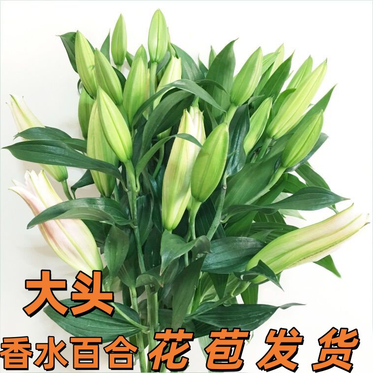 云南基地直发香水百合花苞大头花材室内办公鲜切绿植花卉鲜花花束