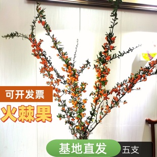 新鲜火棘果沙棘果火把果鲜切枝条云南水养鲜花花材办公室室内插花