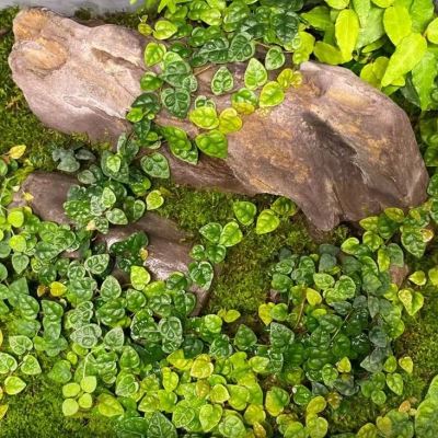 青叶霹雳爬藤垂吊雨林生态缸墙面假山吸附攀爬多年生耐寒耐热植物