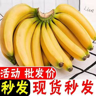 包邮 广西高山香蕉新鲜威廉斯香蕉当季 新鲜水果薄皮自然熟整箱批发