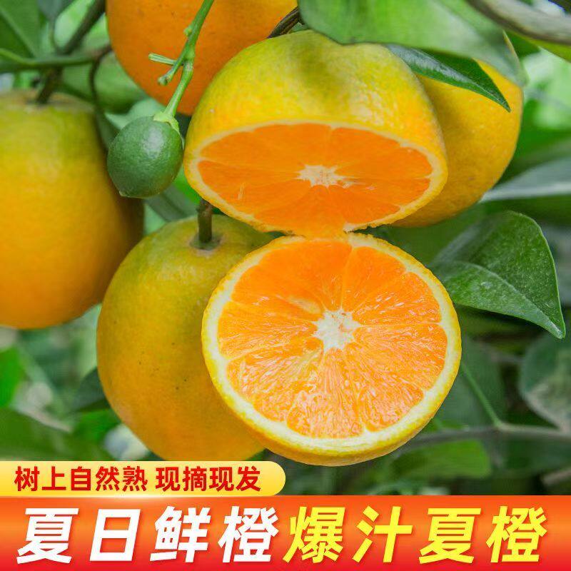 橙子广西桂林夏橙孕妇酸甜水果新鲜当季整箱5斤高山橙手剥橙榨汁