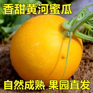 陕西黄河蜜甜瓜当季新鲜水果沙漠黄金蜜瓜哈密瓜脆甜香瓜正宗整箱
