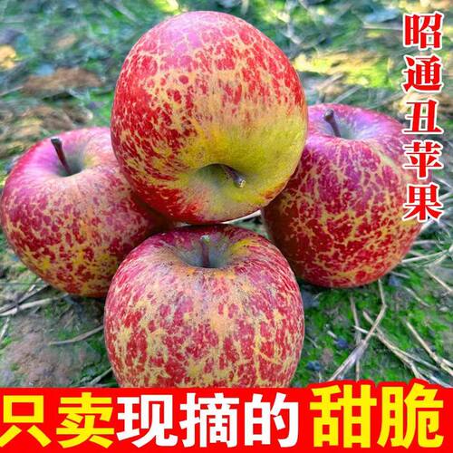 正宗云南丑苹果新鲜水果应当季冰糖心萍果脆甜红富士大果整箱