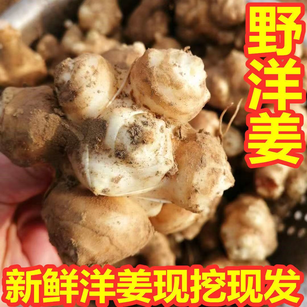 新鲜洋姜新鲜现挖洋姜可腌制中大果鬼子姜江西2024正宗泡菜酱菜