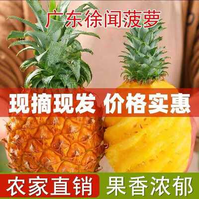 广东湛江徐闻菠萝新鲜现摘现发水果新鲜当季应季香水小菠萝去味
