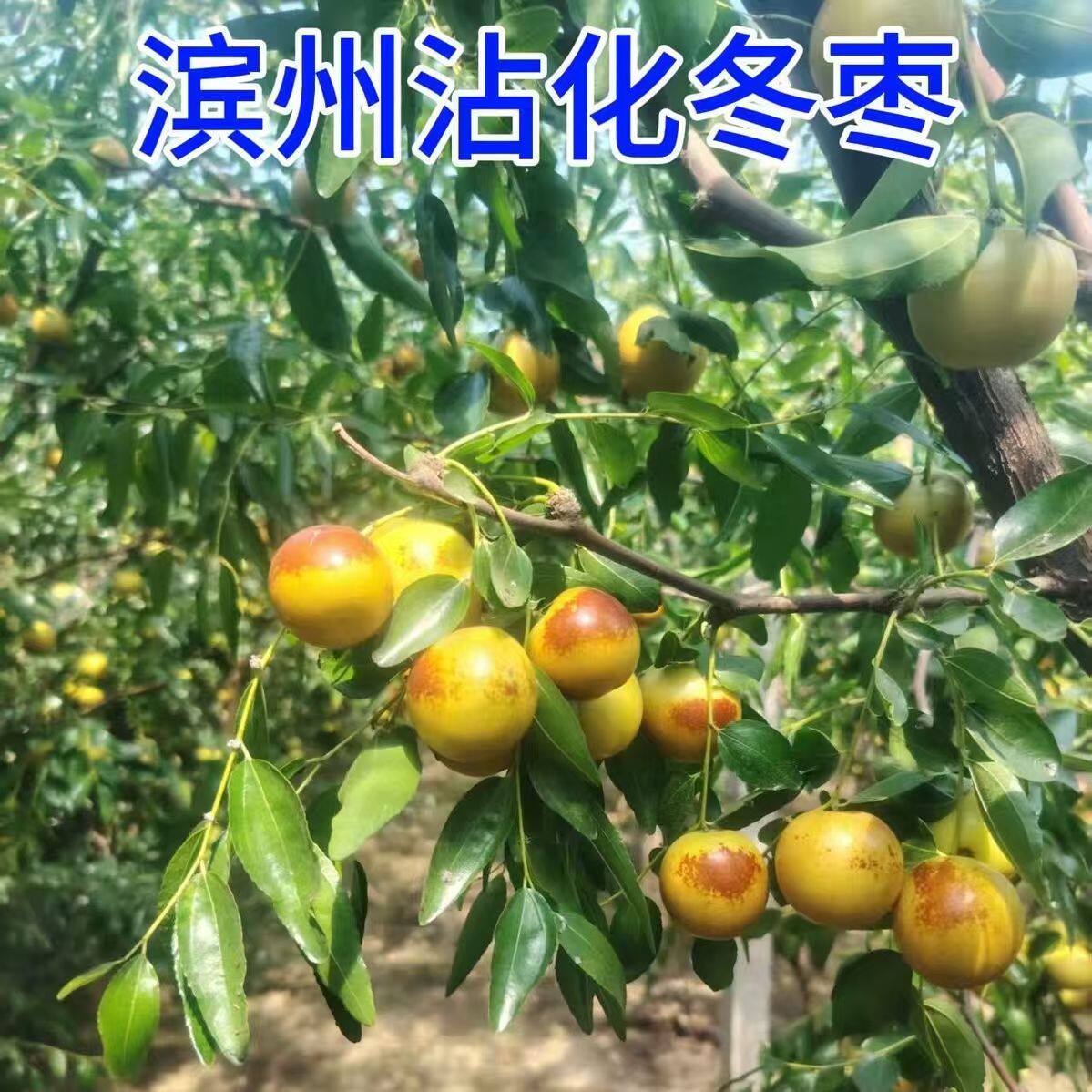 正宗山东大荔冬枣新鲜水果鲜枣大枣应季整箱时令脆甜枣子包邮特价